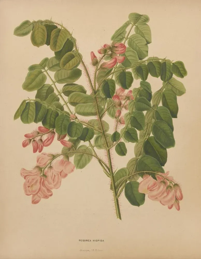 Gemälde Flore holländische und Pomone PL49 - Abraham Jacobus Wendel