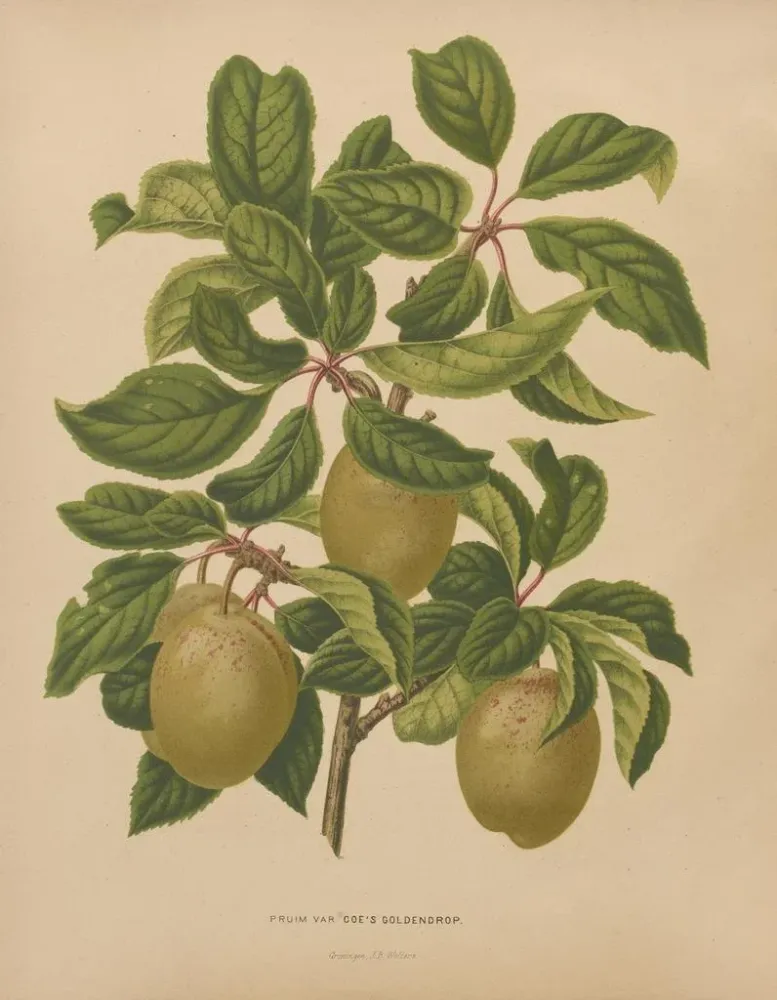 Gemälde Flore holländische und Pomone PL57 - Abraham Jacobus Wendel | Kunstdruck
