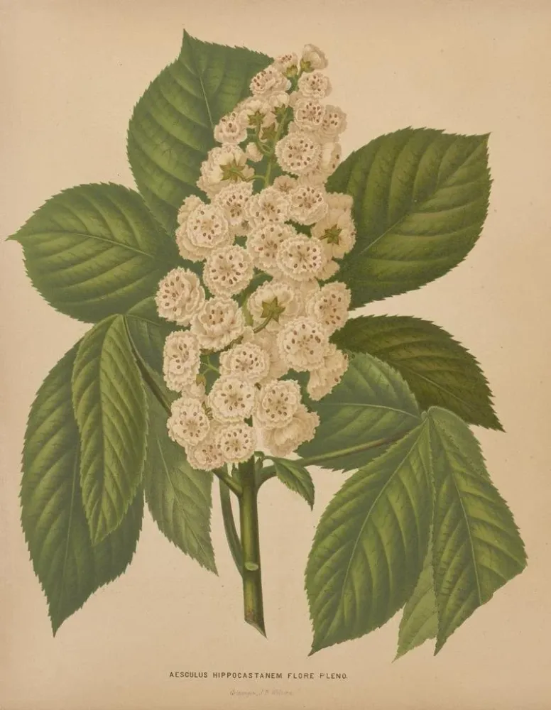 Gemälde Flore holländische und Pomone PL70 - Abraham Jacobus Wendel