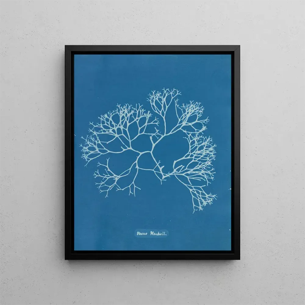 Gemälde Fucus Machaii - Anna Atkins | Kunstdruck