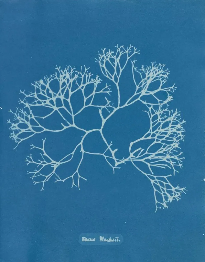 Gemälde Fucus Machaii - Anna Atkins | Kunstdruck
