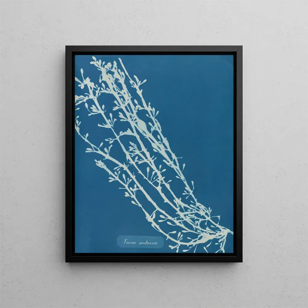 Gemälde Fucus nodosus - Anna Atkins | Kunstdruck
