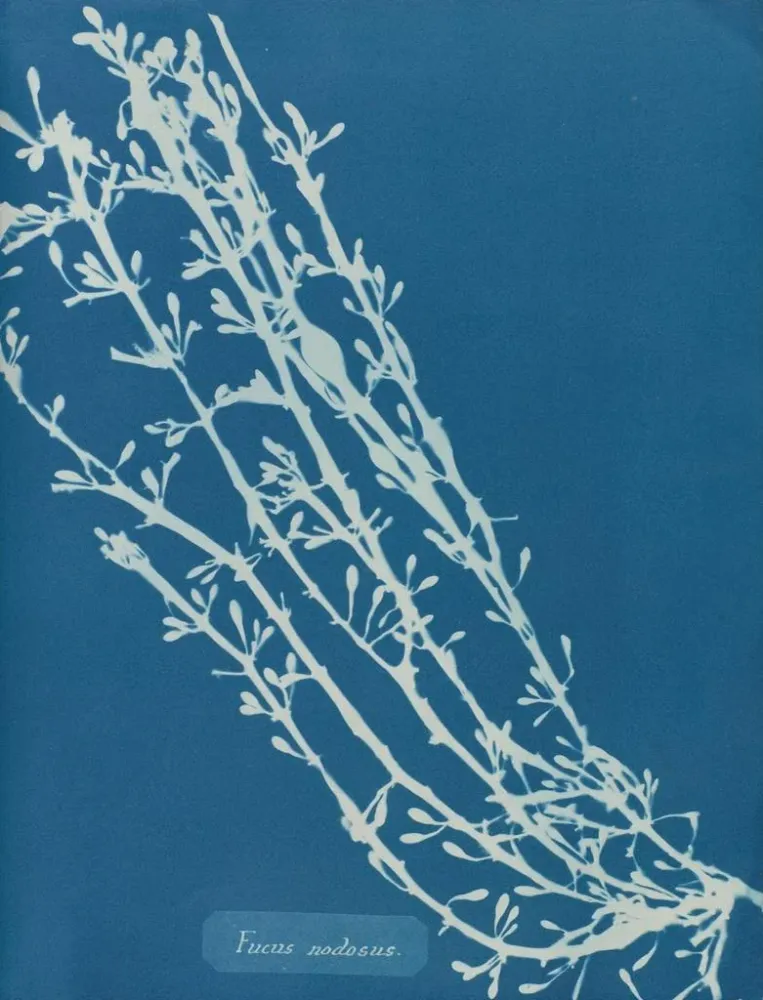 Gemälde Fucus nodosus - Anna Atkins | Kunstdruck