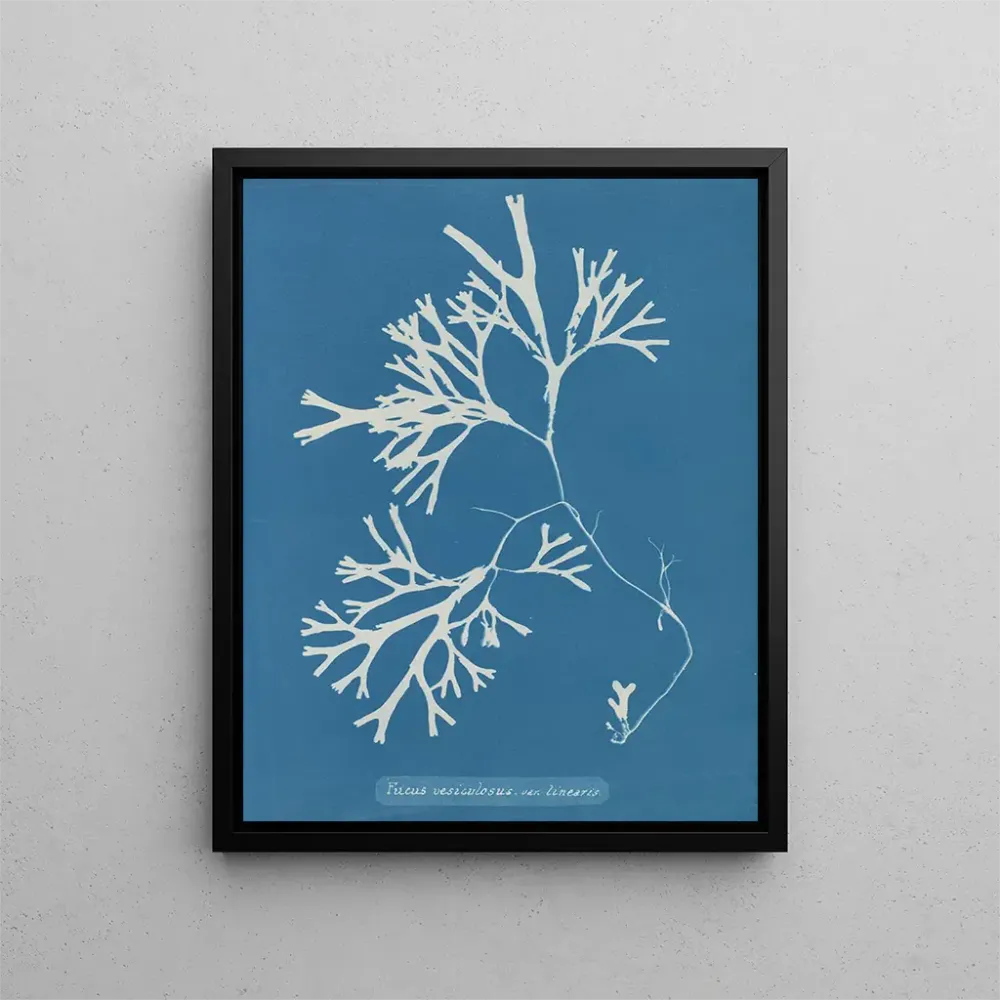 Gemälde Fucus vesiculosus var. linéaire - Anna Atkins | Kunstdruck