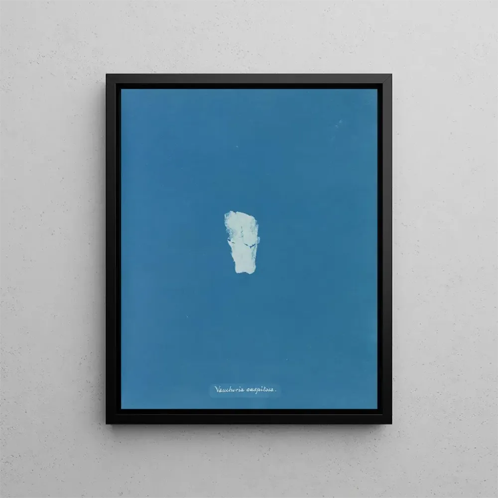 Gemälde Gazon de Vaucheria - Anna Atkins | Kunstdruck