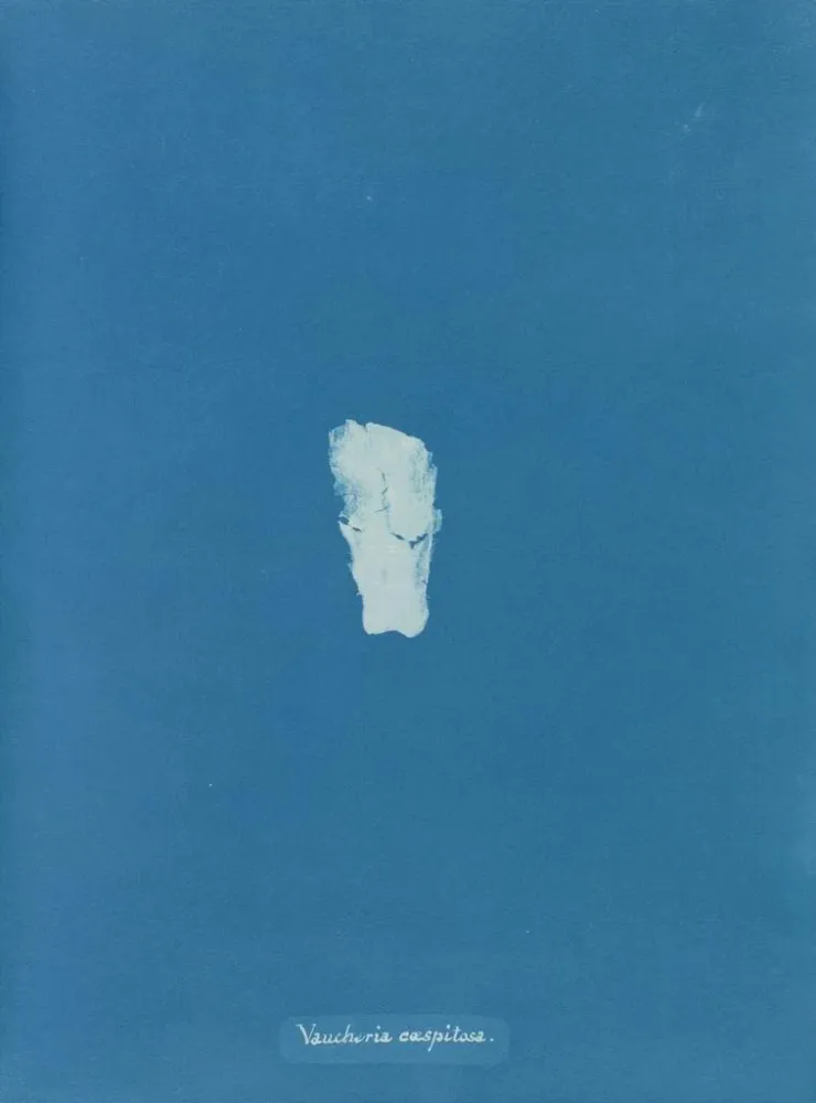 Gemälde Gazon de Vaucheria - Anna Atkins | Kunstdruck