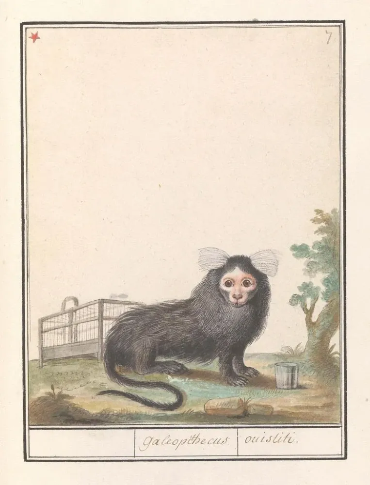 Gemälde Gemeiner Oustiti oder Oustiti mit weißem Atem Callithrix jacchus Galeopithecus ouistiti - Anselmus Botius de Boodt...