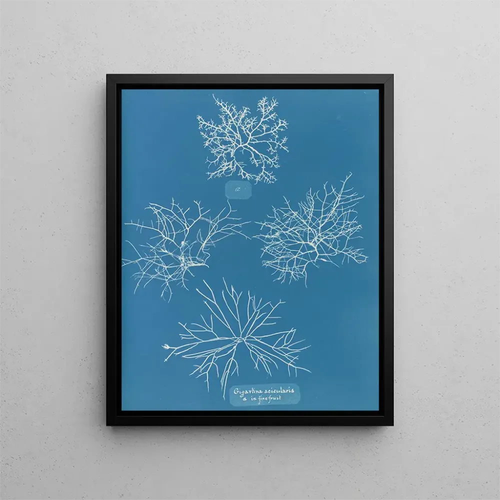 Gemälde Gigartina acicularis mit schönen Früchten - Anna Atkins