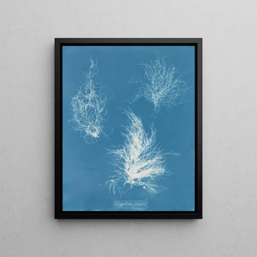 Gemälde Gigartina gefaltet - Anna Atkins