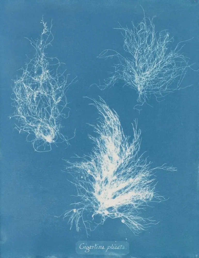 Gemälde Gigartina gefaltet - Anna Atkins