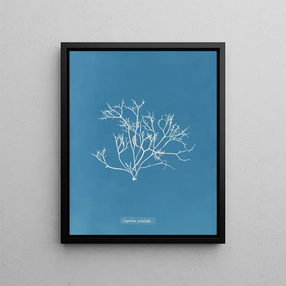 Gemälde Gigartina pistillata - Anna Atkins | Kunstdruck