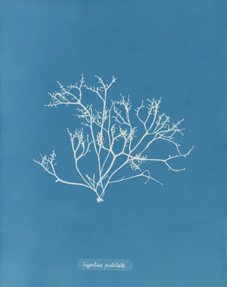 Gemälde Gigartina pistillata - Anna Atkins | Kunstdruck