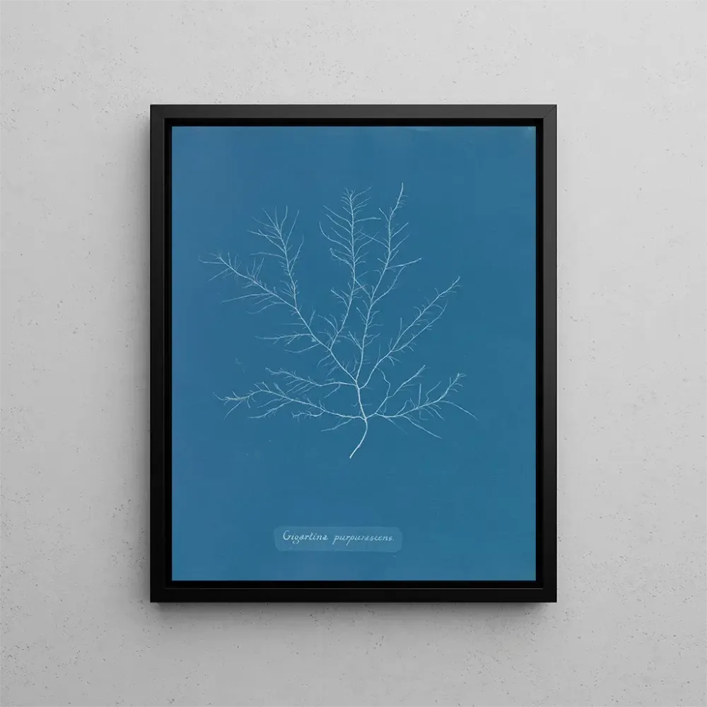 Gemälde Gigartina purpurascens - Anna Atkins | Kunstdruck