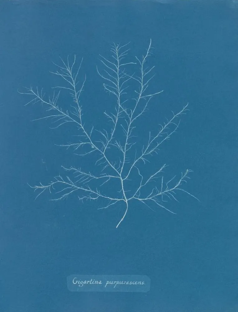 Gemälde Gigartina purpurascens - Anna Atkins | Kunstdruck