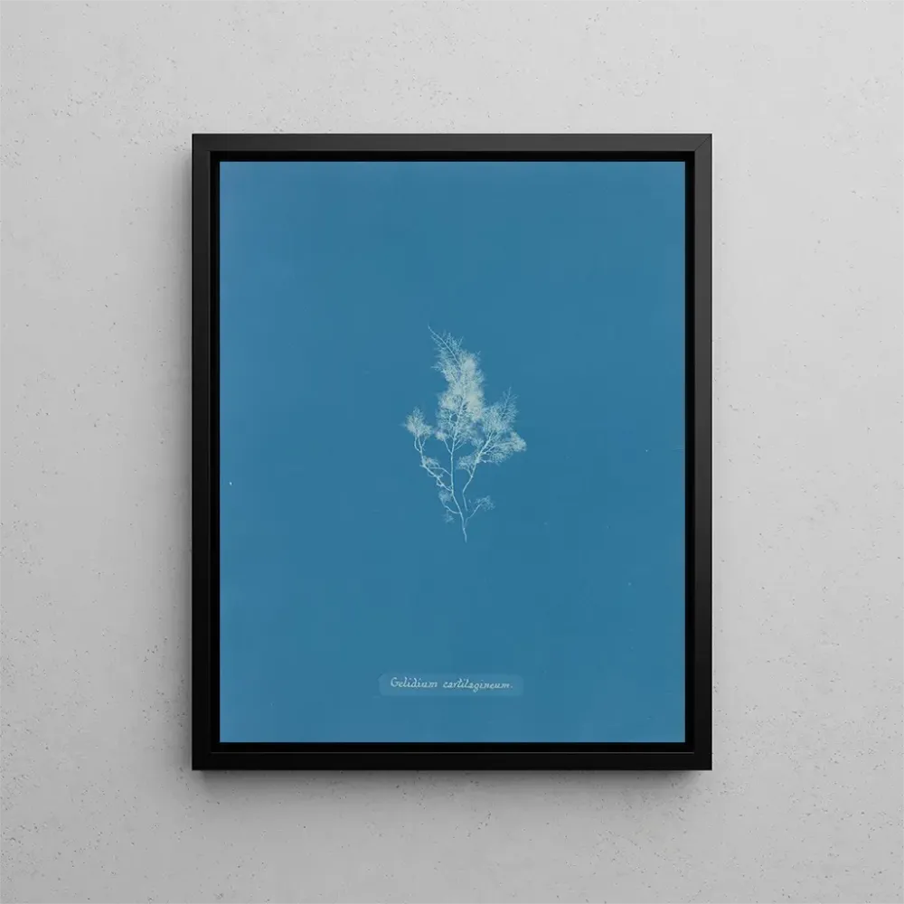 Gemälde Glace cartilagineuse - Anna Atkins | Kunstdruck