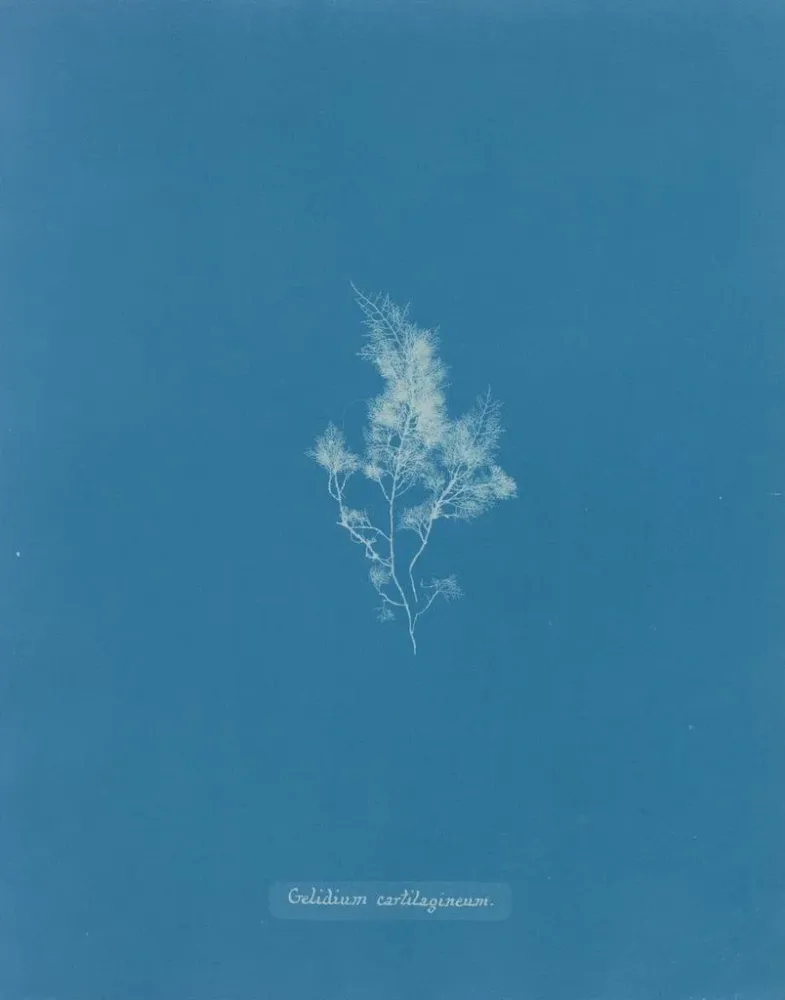 Gemälde Glace cartilagineuse - Anna Atkins | Kunstdruck