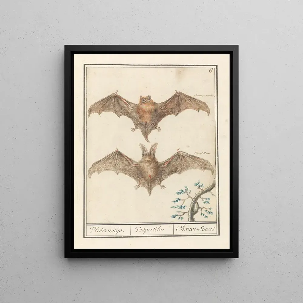 Gemälde Gladneus Fledermaus Vespertilionidae Vledermuijs Vespertilio Chauvesouris - Anselmus Botius de Boodt | Kunstdruck