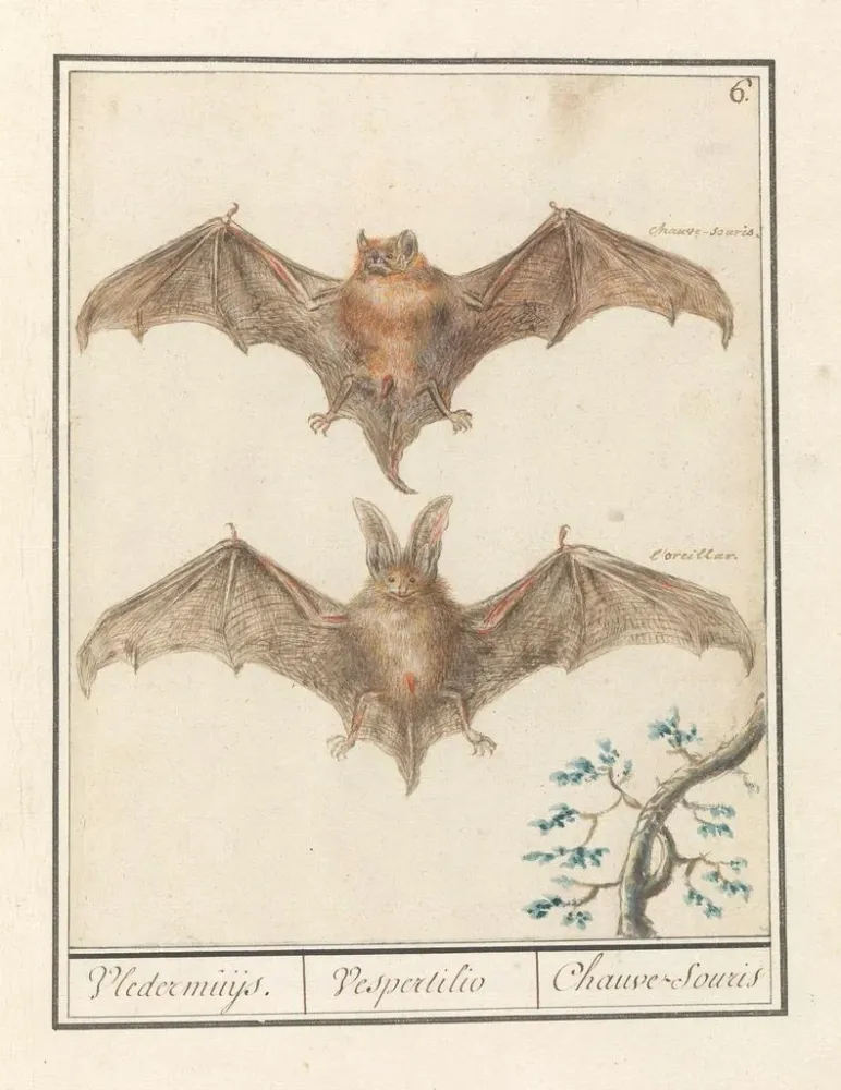 Gemälde Gladneus Fledermaus Vespertilionidae Vledermuijs Vespertilio Chauvesouris - Anselmus Botius de Boodt | Kunstdruck