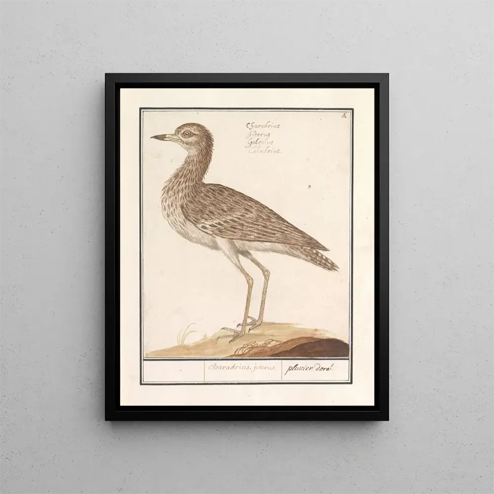 Gemälde Goudplevier regnerisch - Anselmus Botius de Boodt | Kunstdruck