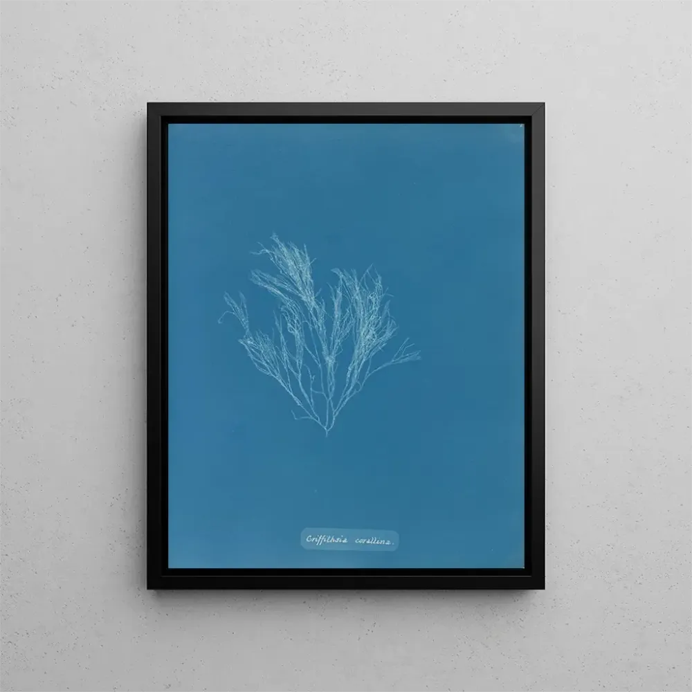 Gemälde Griffithsia corallina - Anna Atkins