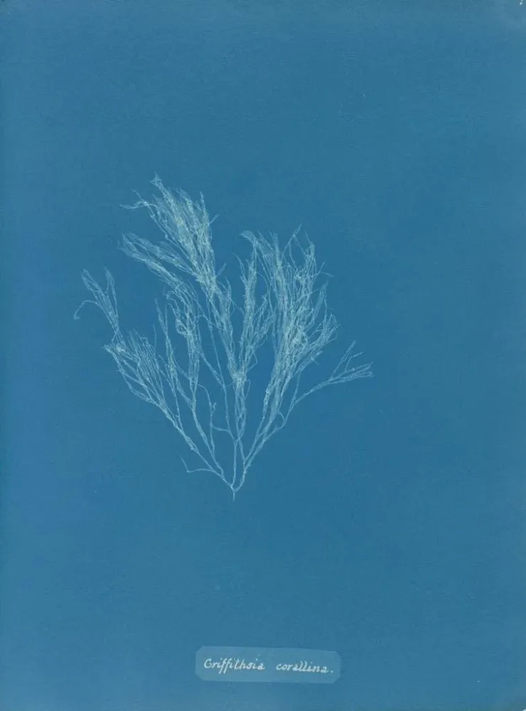 Gemälde Griffithsia corallina - Anna Atkins