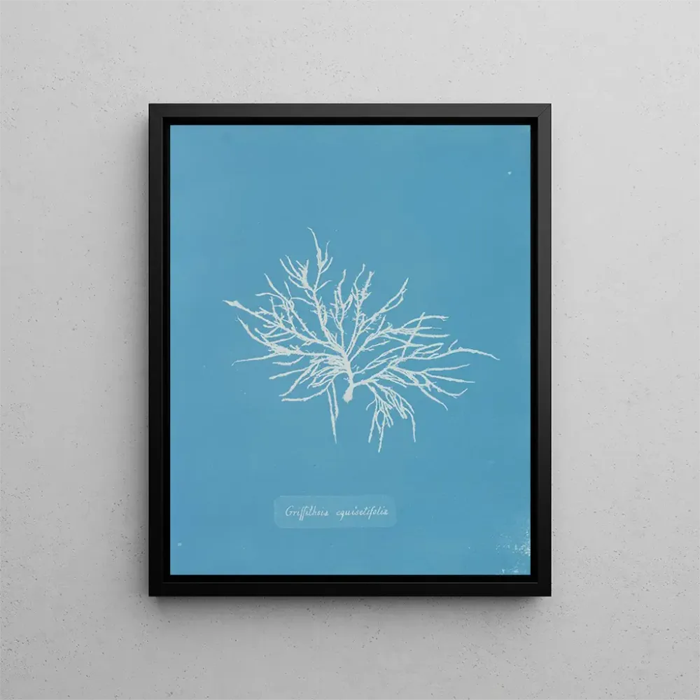 Gemälde Griffithsia equisetifolia - Anna Atkins | Kunstdruck