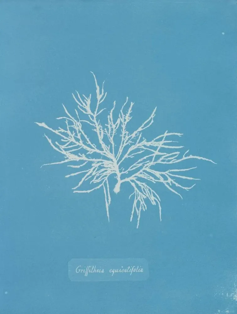 Gemälde Griffithsia equisetifolia - Anna Atkins | Kunstdruck