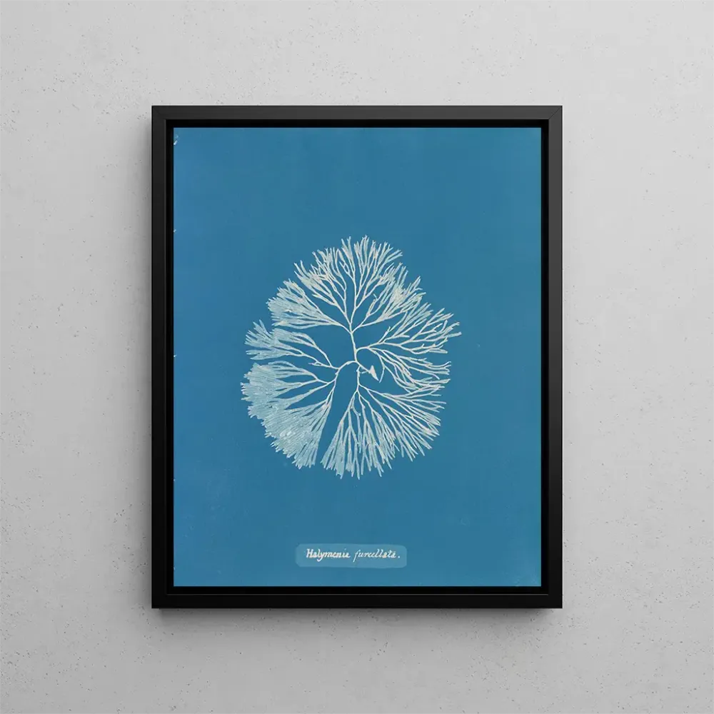 Gemälde Halymenia furcellata - Anna Atkins | Kunstdruck