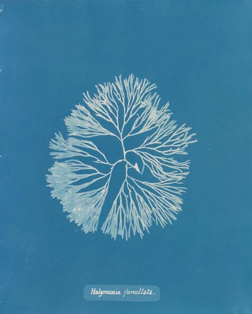 Gemälde Halymenia furcellata - Anna Atkins | Kunstdruck
