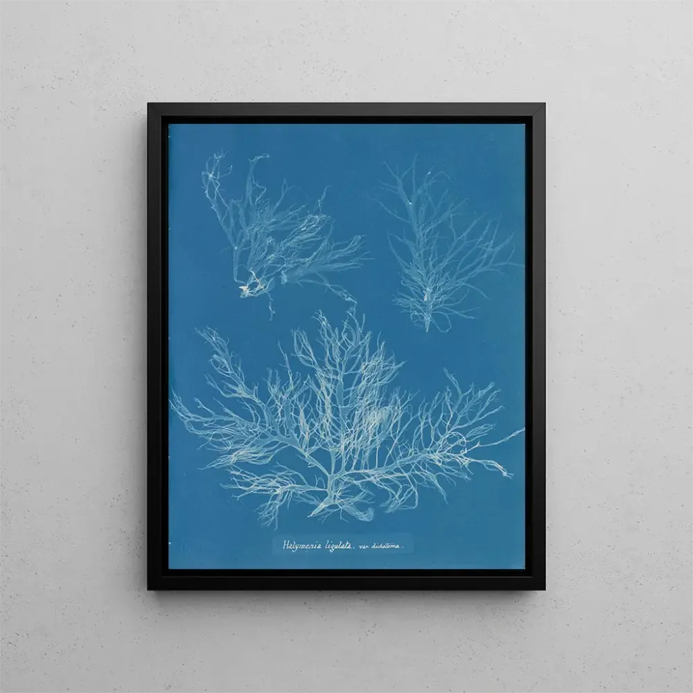 Gemälde Halymenia ligulata var. dichotome - Anna Atkins | Kunstdruck