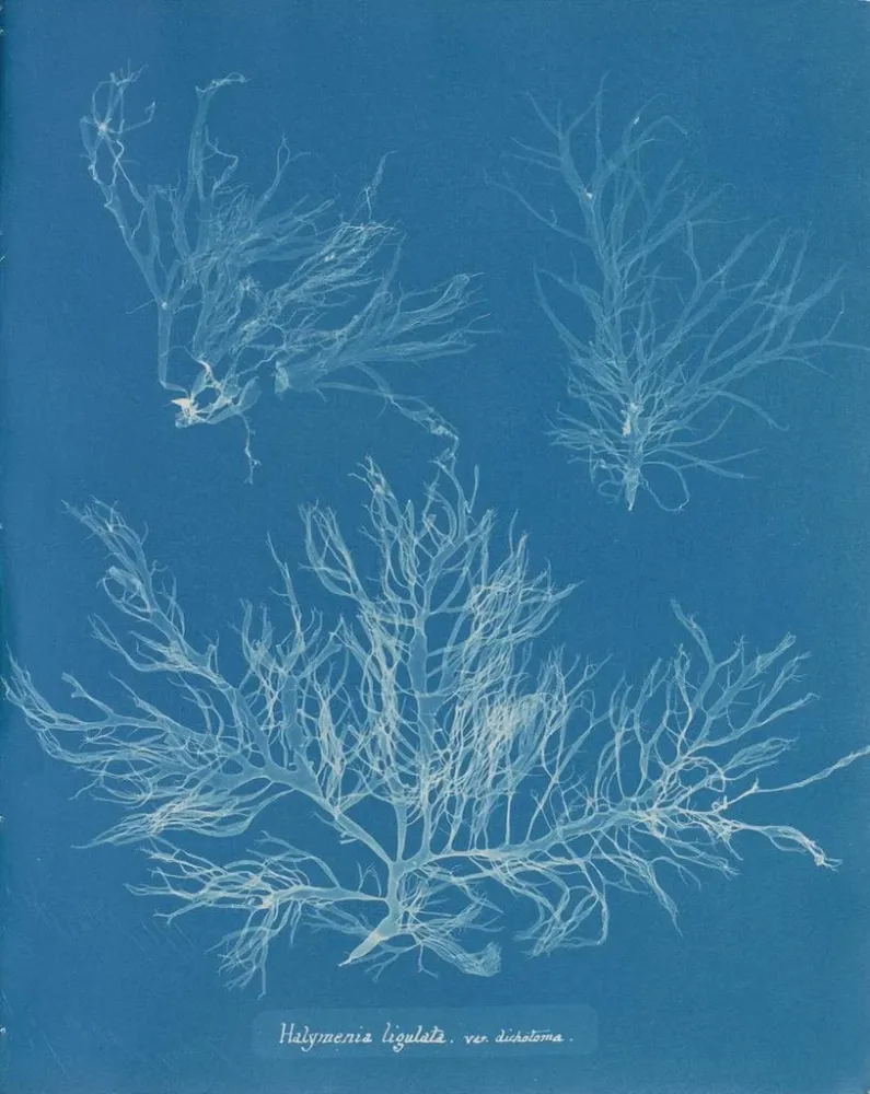Gemälde Halymenia ligulata var. dichotome - Anna Atkins | Kunstdruck
