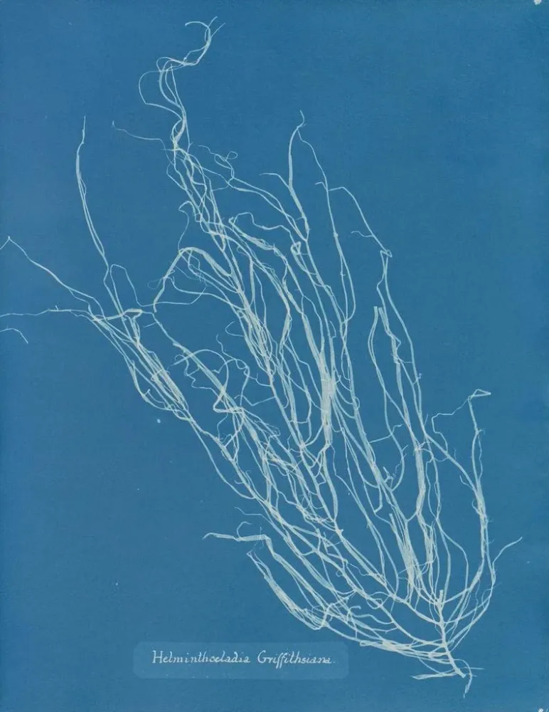 Gemälde Helminthocladia Griffithsiana - Anna Atkins | Kunstdruck