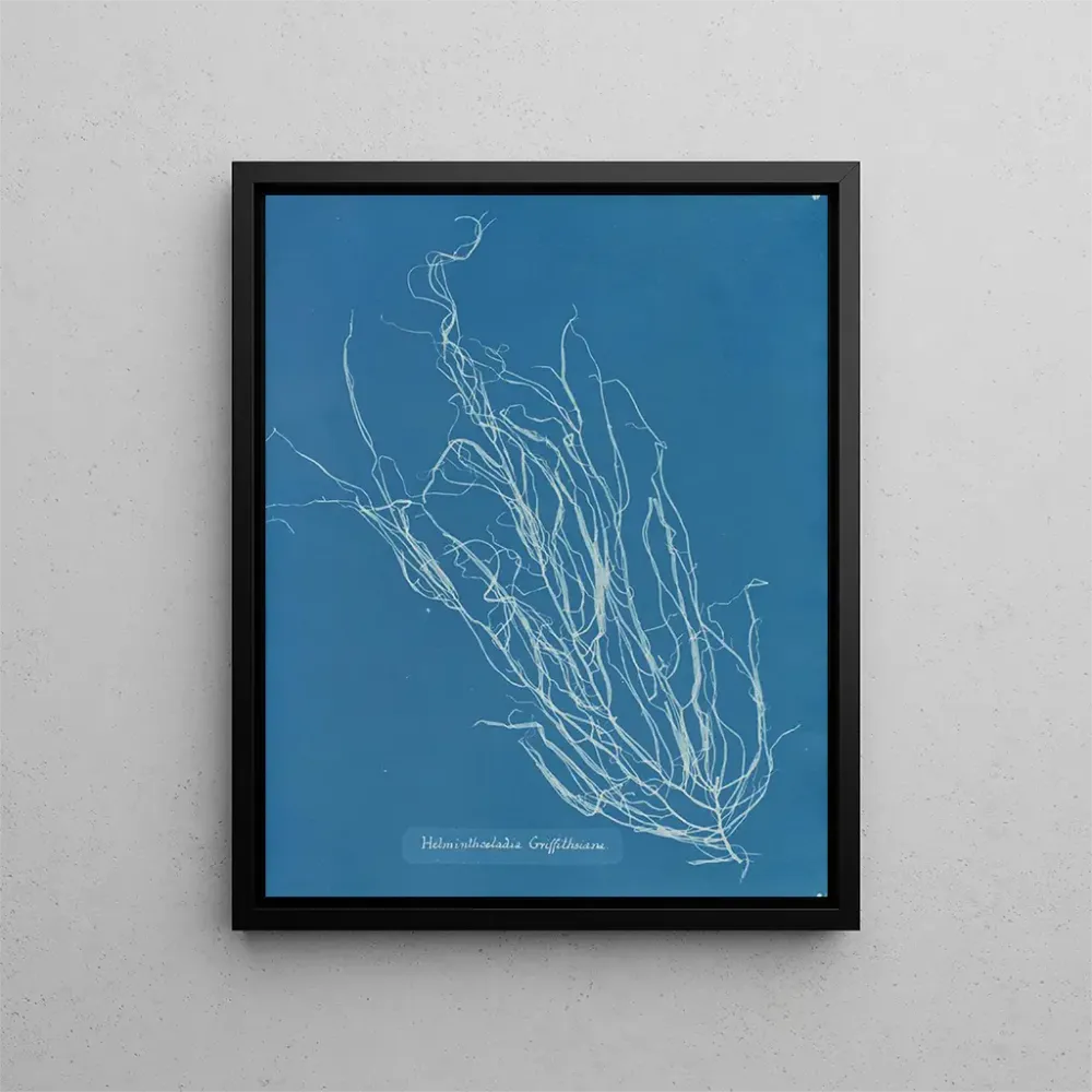 Gemälde Helminthocladia Griffithsiana - Anna Atkins | Kunstdruck