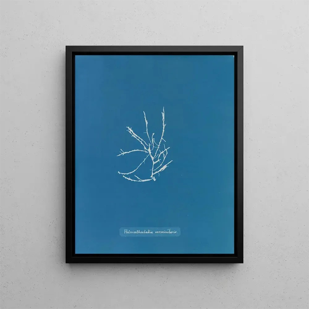 Gemälde Helminthocladia vermicularis - Anna Atkins | Kunstdruck