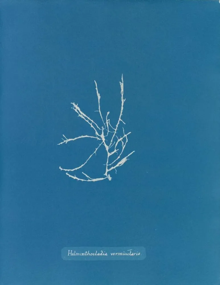 Gemälde Helminthocladia vermicularis - Anna Atkins | Kunstdruck