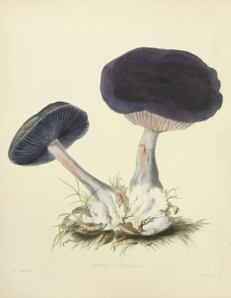 Gemälde Illustrationen der britischen Mykologie Pl12 - Anna Maria Hussey | Kunstdruck