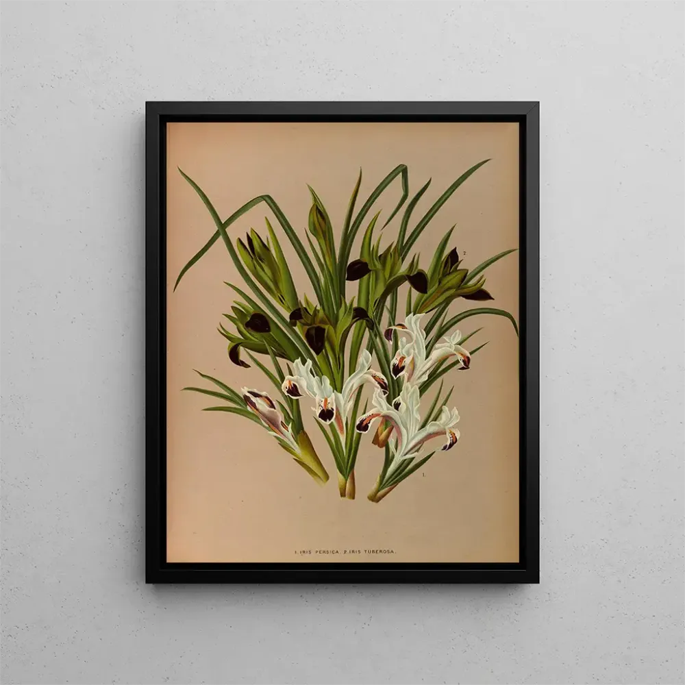 Gemälde Iris Pfirsich 2 Iris Tuberose - Arentina Hendrica Arendsen