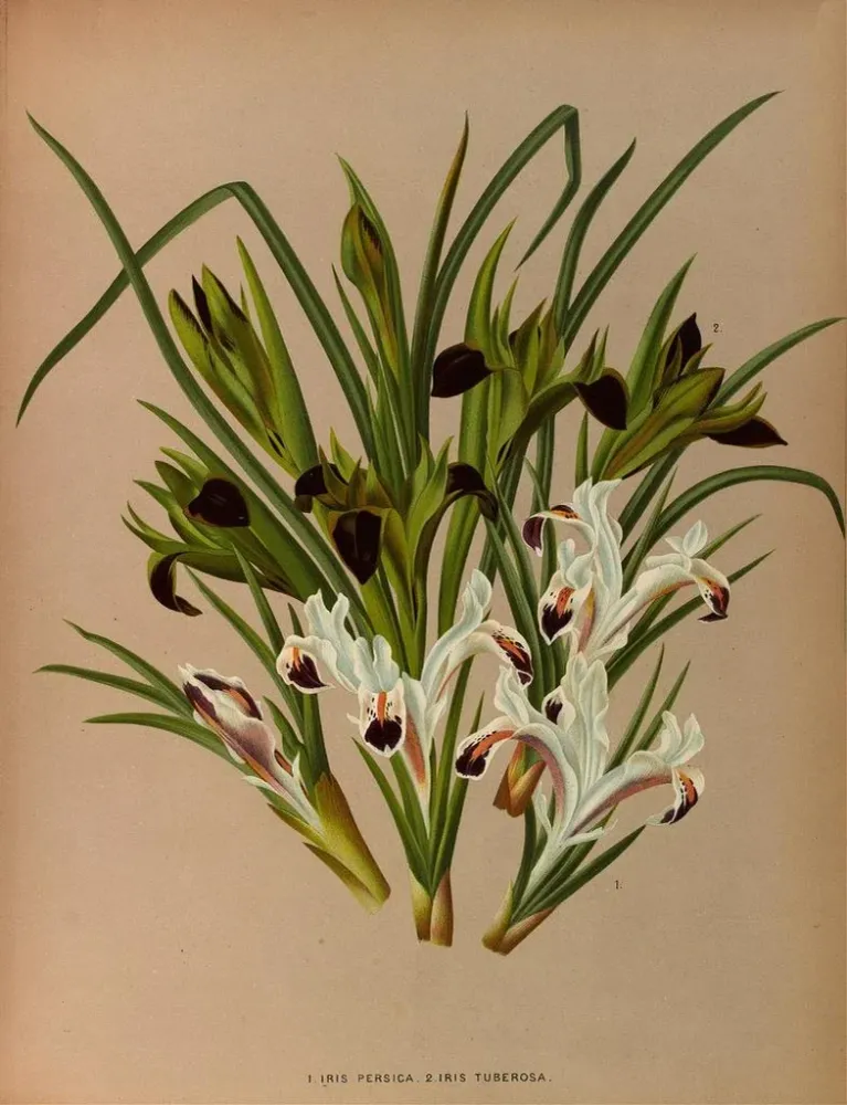Gemälde Iris Pfirsich 2 Iris Tuberose - Arentina Hendrica Arendsen