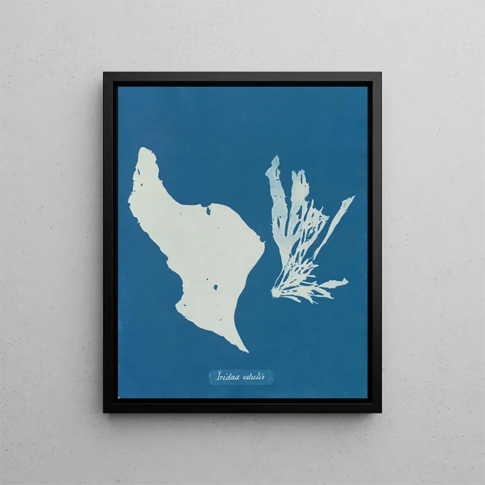 Gemälde Du isst Regenbögen - Anna Atkins