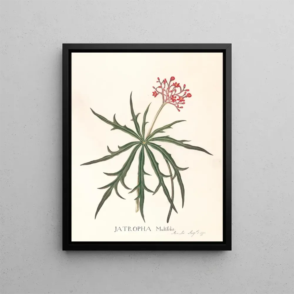 Gemälde Jatropha Multifidis - Ann Lee