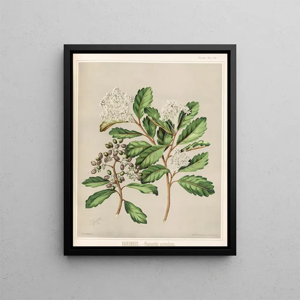 Gemälde Kaikomako Pennantia corymbosa - Sarah Featon | Kunstdruck