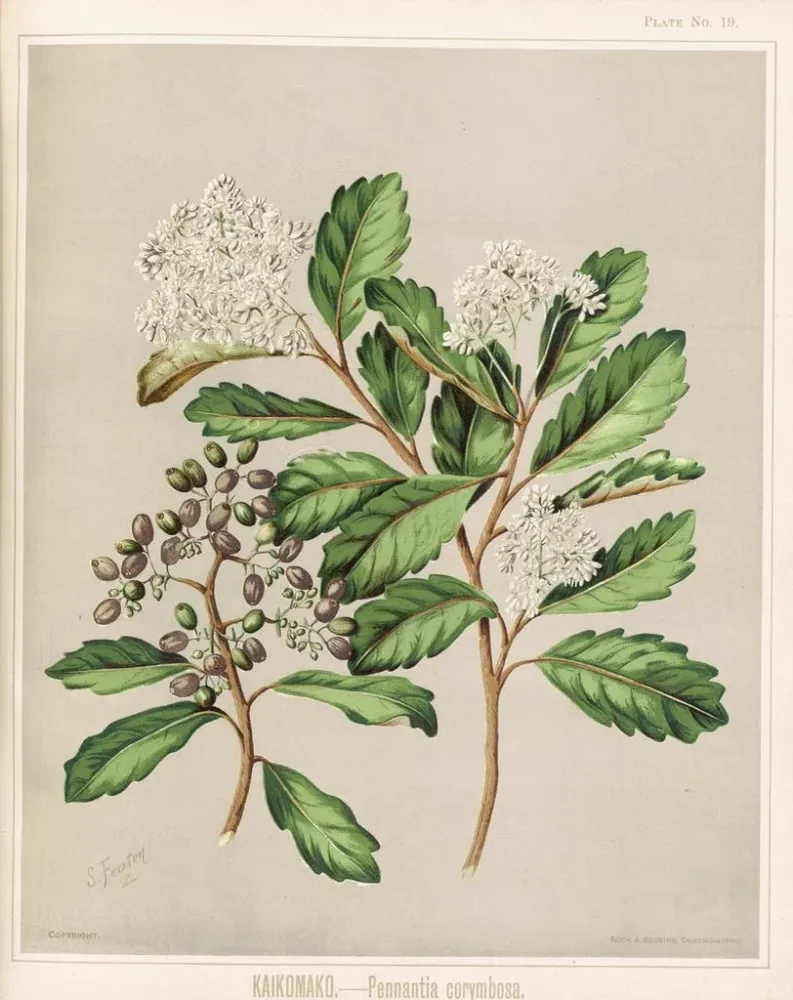 Gemälde Kaikomako Pennantia corymbosa - Sarah Featon | Kunstdruck