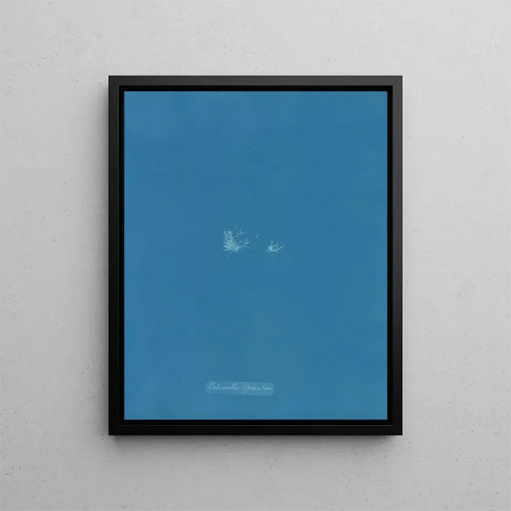 Gemälde Kette Opuntia - Anna Atkins | Kunstdruck