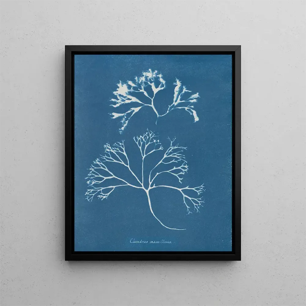Gemälde Knorpel der Brustwarze - Anna Atkins | Kunstdruck