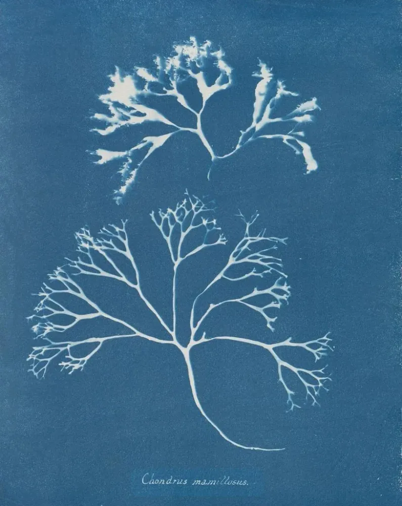 Gemälde Knorpel der Brustwarze - Anna Atkins | Kunstdruck