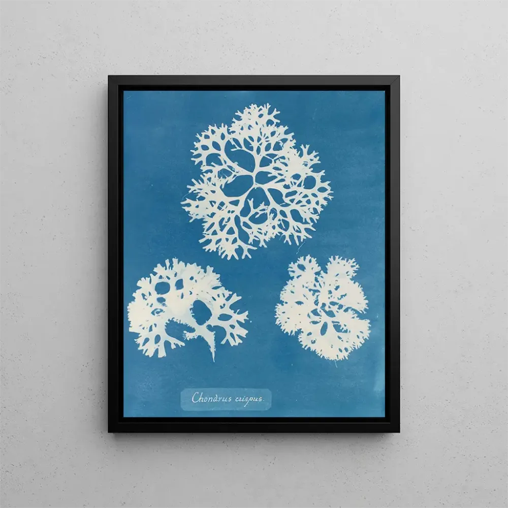 Gemälde Knusprige Muschel - Anna Atkins | Kunstdruck