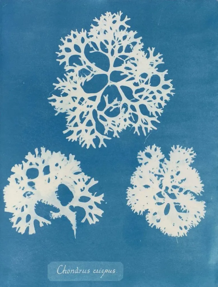 Gemälde Knusprige Muschel - Anna Atkins | Kunstdruck