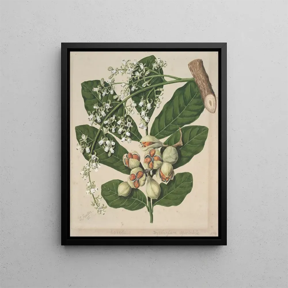 Gemälde KoheKohe Dysoxylum spectabile - Sarah Featon | Kunstdruck