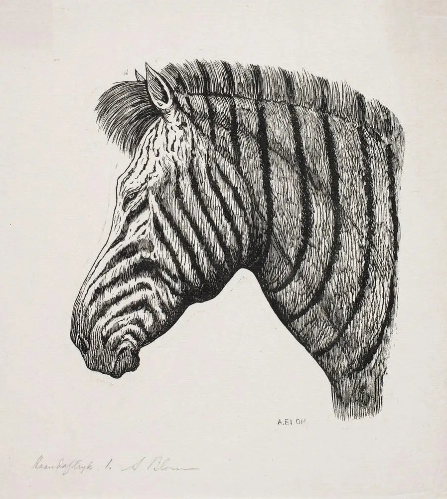 Gemälde Kopf des Zebras - Alexander Blom | Kunstdruck