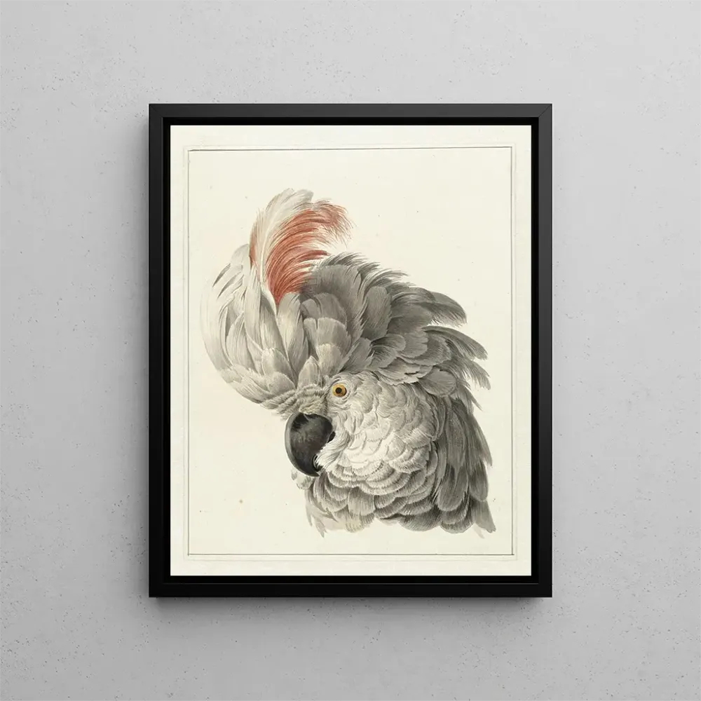 Gemälde Kopf eines Kakadus - Aert Schouman | Kunstdruck